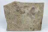 Palmichnium (Fossil Arthropod Trackway) Plate - Oklahoma #197462-1